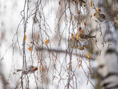Yaygın bir kırmızı anket sürüsü. Acanthis flammea, kışın huş ağacıyla besleniyor. Yaygın kırmızı anket, alnında parlak kırmızı bir yama olan sevimli bir kuş kış günü yapraksız ağaç dalında oturur..