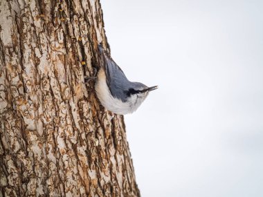 Avrasya tımarhanesi ya da ahşap tımarhanesi. Sitta europaea, arka planı bulanık bir ağaç gövdesinde oturuyor. Siyah gözlü turuncu renkli küçük bir kuş..