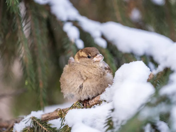 Sparrow Gün Batımında Bir Köknar Dalında Oturuyor Sonbaharda Kışın Kar — Stok fotoğraf