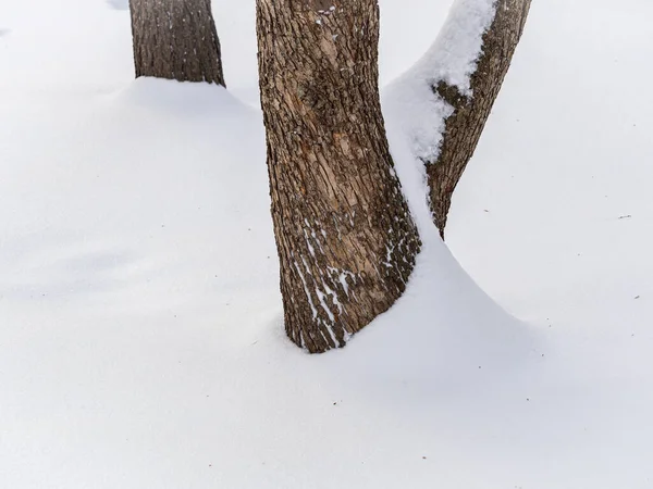 Ulga Faktura Bury Kora Jabłoń Biały Śnieg Ona Tekstura Kory — Zdjęcie stockowe