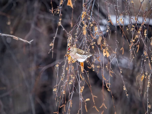 Common Redpoll Cute Bird Bright Red Patch Its Forehead Sits — Stock Photo, Image