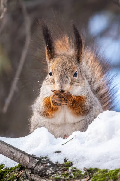Squirrel Winter Sits Tree Trunk Snow Eurasian Red Squirrel Sciurus — Foto Stock