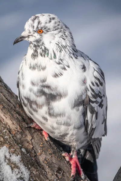 White Grey Pigeon Sitting Branch Domestic Pigeon Bird Blurred Natural Royalty Free Stock Images