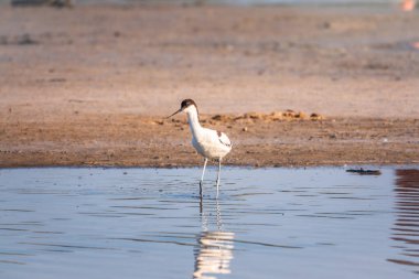 Fareli köyün avocet 'i, Recurvirostra avosetta, uzun, ters dönmüş gagalı ve uzun, mavimsi bacaklı büyük siyah ve beyaz bir balıkçıdır.
