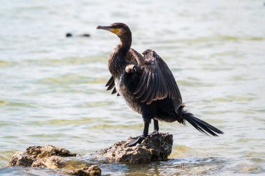 Büyük karabatak, Phalacrocorax karbonhidrat taşın üzerinde oturur ve kanatlarını rüzgarda kurutur. Büyük karabatak, Phalacrocorax karbonhidrat, büyük siyah karabatak, ya da siyah sevişme olarak bilinir..