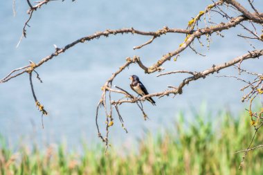 Barn Swallow Hirundo rustica yazın mavi ve yeşil arka planda bir ağacın kuru dalında dinleniyor. Ahır kırlangıcı dünyadaki en yaygın kırlangıç türüdür.