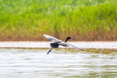 Zarif bir su kuşu ışıltılı aynak, latin adı Plegadis falcinellus, bir gölün yüzeyinde alçaktan uçuyor. Kahverengi bir Ibis suyun üzerinde uçuyor.