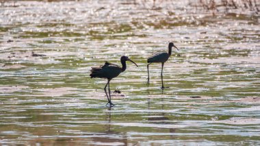 Bir çift parlak aynak, latin adı Plegadis falcinellus, sığ gölde yiyecek arıyor. Gölün kıyısındaki suda kahverengi bir Ibis duruyor..