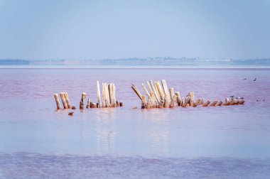 Pembe suyu olan güzel bir tuz gölü. Yaz günü pembe gölün güzel manzarası