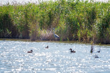 Gri balıkçıl gölde duruyor. Gri balıkçıl Ardea Cinerea sığ sulardaki balıklara bakıyor