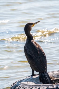Büyük karabatak, Phalacrocorax karbonhidrat, gölün kıyısındaki eski bir lastiğin üzerinde duruyor. Büyük karabatak, Phalacrocorax karbonhidrat, büyük siyah karabatak, ya da siyah sevişme olarak bilinir..