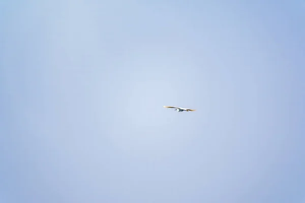 Lilla Egret Flyget Liten Vit Häger Lat Egretta Garzetta — Stockfoto