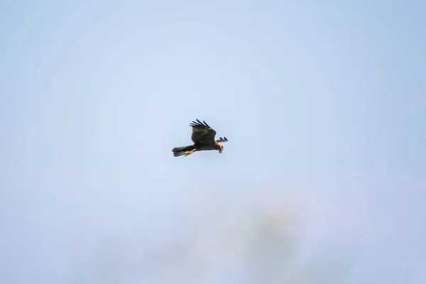 Pták Kořisti Černý Drak Který Lítá Modrém Nebi Černý Drak — Stock fotografie