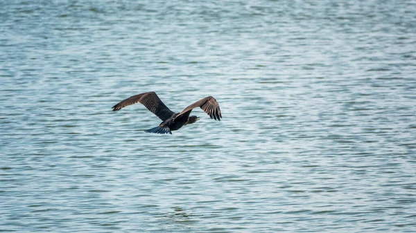 Μαύρος Κορμοράνος Που Πετάει Πάνω Από Θάλασσα Μεγάλος Κορμοράνος Phalacrocorax — Φωτογραφία Αρχείου