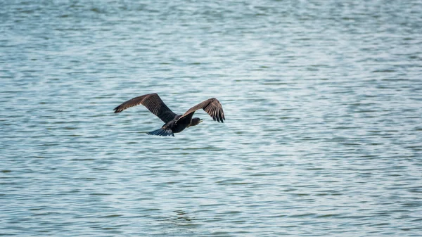 Cormoranul Negru Zboară Deasupra Mării Marele Cormoran Phalacrocorax Carbo Cunoscut — Fotografie, imagine de stoc