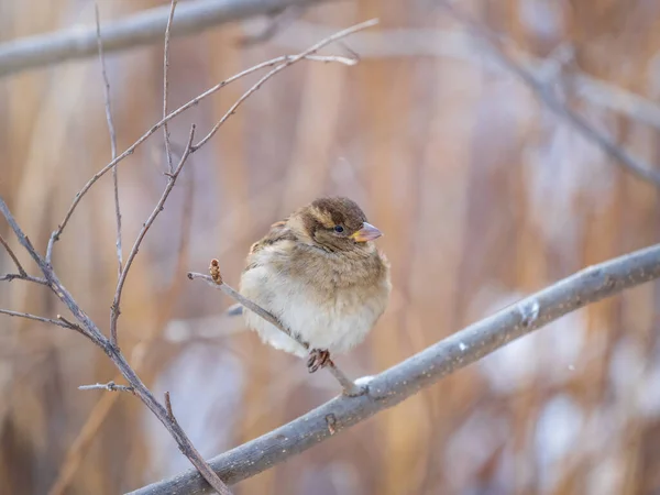 Vrabec Sedí Větvi Bez Listí Vrabec Větvi Podzim Nebo Zimě — Stock fotografie