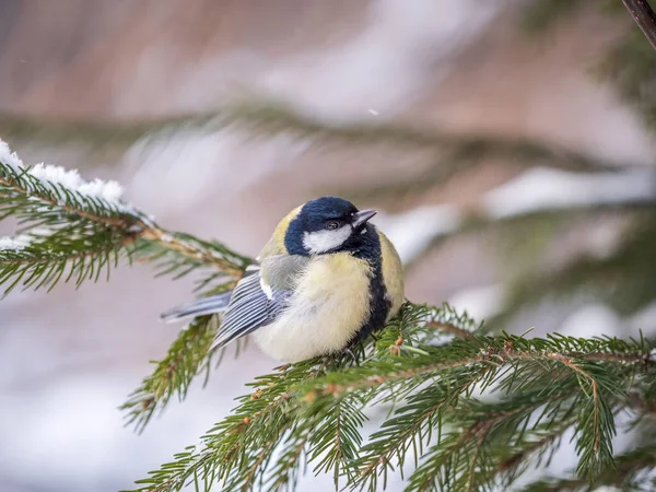 Cute Bird Great Tit Songbird Sitting Fir Branch Snow Winter — стоковое фото