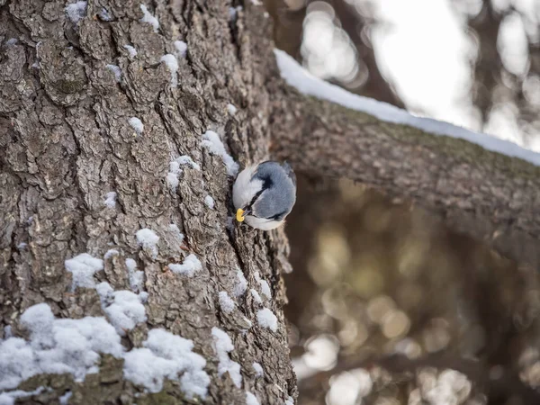 유라시아 Nutch Nuthatch Lat 겨울에 나무줄기에 유로파에요 의작은 눈꺼풀 이달려 — 스톡 사진