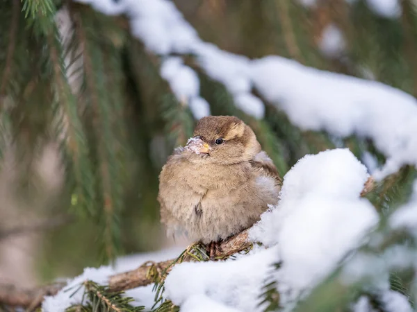 Sparrow Sits Fir Branch Sunset Light Sparrow Branch Snow Autumn — Stockfoto