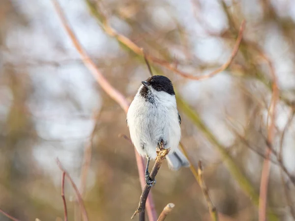 Cute Bird Willow Tit Song Bird Sitting Branch Leaves Winter — Stockfoto