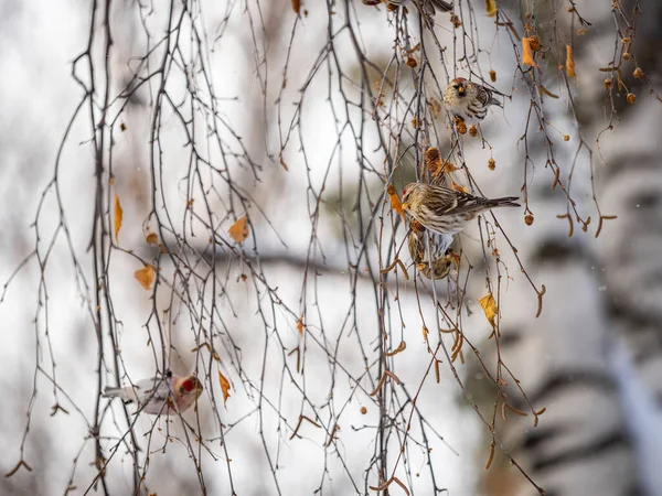 Yaygın Bir Kırmızı Anket Sürüsü Acanthis Flammea Kışın Huş Ağacıyla — Stok fotoğraf