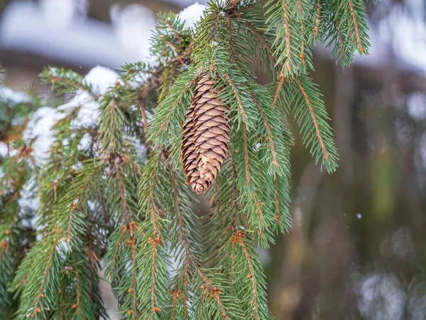 Grön Gran Grenar Vintern Med Kottar Täckta Med Snö Filialer — Stockfoto