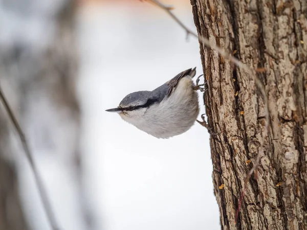 Eurasiatiska Nuthatch Eller Trä Nuthatch Lat Sitta Europaea Sitter Trädstam — Stockfoto