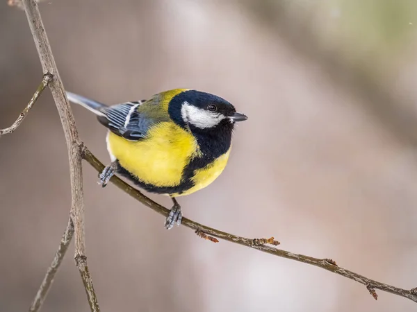 Cute Bird Great Tit Songbird Sitting Branch Leaves Autumn Winter — Stockfoto