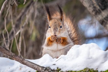Kışın sincap karlı bir ağaç gövdesinde oturur. Avrasya kızıl sincabı, Sciurus vulgaris, kışın karla kaplı bir dalda oturuyor..