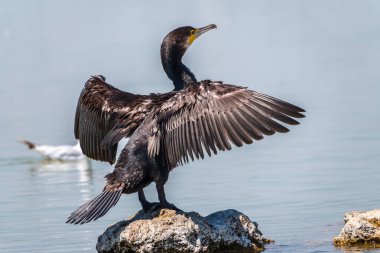 Büyük karabatak, Phalacrocorax karbonhidrat taşın üzerinde oturur ve kanatlarını rüzgarda kurutur. Büyük karabatak, Phalacrocorax karbonhidrat, büyük siyah karabatak, ya da siyah sevişme olarak bilinir..