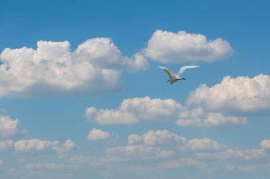 Uçarken küçük balıkçıl. Küçük balıkçıl, latin. Egretta garzetta