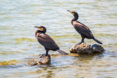 İki büyük karabatak, deniz kıyısındaki bir taşın üzerinde duran Phalacrocorax karbonhidrat. Büyük karabatak, Phalacrocorax karbonhidrat, büyük siyah karabatak, ya da siyah sevişme olarak bilinir..