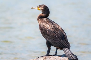Deniz kıyısındaki bir taşın üzerinde duran büyük karabatak, Phalacrocorax karbonhidrat. Büyük karabatak, Phalacrocorax karbonhidrat, büyük siyah karabatak, ya da siyah sevişme olarak bilinir..