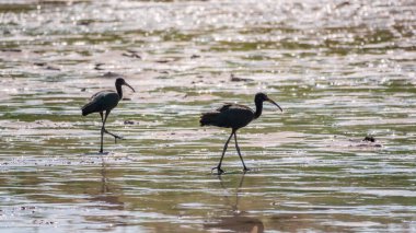 Bir çift parlak aynak, latin adı Plegadis falcinellus, sığ gölde yiyecek arıyor. Gölün kıyısındaki suda kahverengi bir Ibis duruyor..