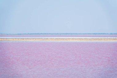 Pembe suyu olan güzel bir tuz gölü. Yaz günü pembe gölün güzel manzarası