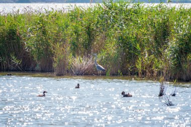 Gri balıkçıl gölde duruyor. Gri balıkçıl Ardea Cinerea sığ sulardaki balıklara bakıyor