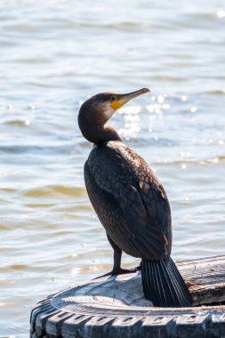 Büyük karabatak, Phalacrocorax karbonhidrat, gölün kıyısındaki eski bir lastiğin üzerinde duruyor. Büyük karabatak, Phalacrocorax karbonhidrat, büyük siyah karabatak, ya da siyah sevişme olarak bilinir..