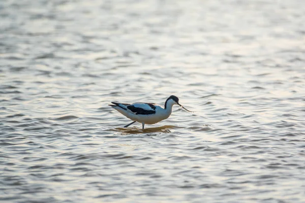 Kuşu Avocet Recurvirostra Avosetta Gölde Besleniyor Fareli Köyün Avocet Uzun — Stok fotoğraf