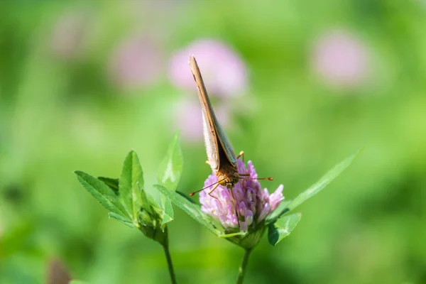 Тёмно Зелёная Фрикаделька Собирает Нектар Цветке Spyeria Aglaja Ранее Известная — стоковое фото