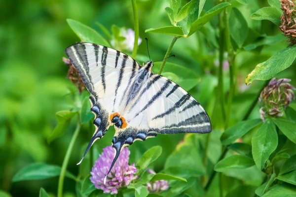 Borboleta Bonita Scarce Swallowtail Vela Swallowtail Pear Árvore Swallowtail Podalirius — Fotografia de Stock