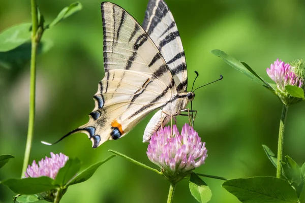 아름다운 스카프스 Scarce Swallowtail Sail Swallowtail 트리스 Pear Tree Swallowtail — 스톡 사진