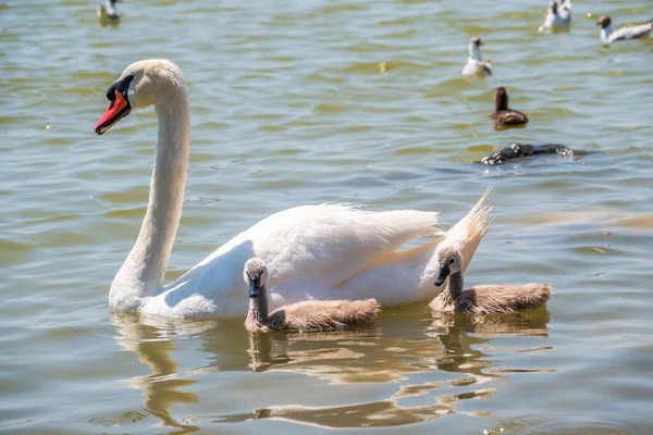 Dişi Dilsiz Bir Kuğu Cygnus Renginde Yeni Doğmuş Yavru Cygnetleriyle — Stok fotoğraf