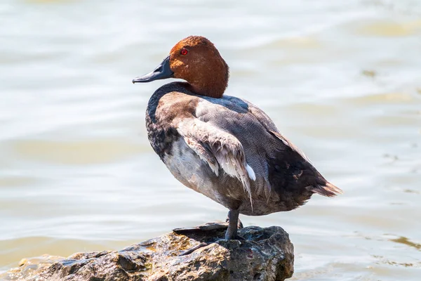 Beautiful Duck Orange Head Common Pochard Male Aythya Ferina Standing — Stock Photo, Image