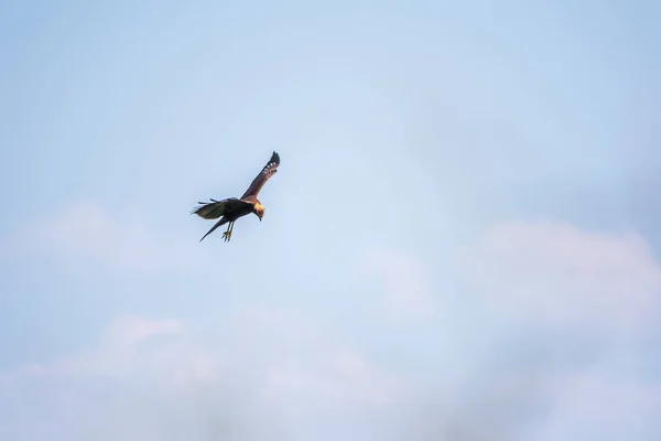 Pták Kořisti Černý Drak Který Lítá Modrém Nebi Černý Drak — Stock fotografie