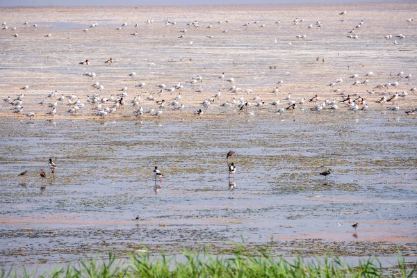 Wielkie Stado Ptaków Wodnych Mewy Brody Brzegu Jeziora Grupa Mew — Zdjęcie stockowe