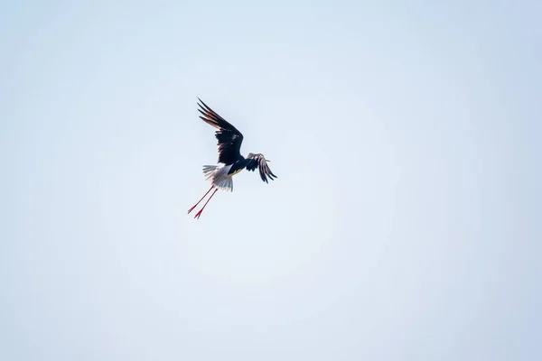Vodní Pták Černými Křídly Létá Modré Obloze Černá Okřídlená Chůda — Stock fotografie
