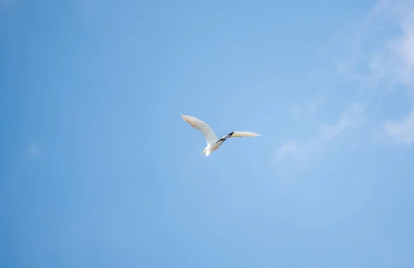 Kicsi Egret Flight Ben Kis Fehér Heron Lat Egretta Garzetta — Stock Fotó