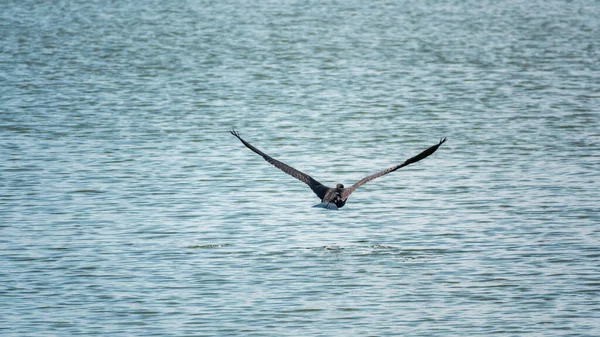 Cormorán Negro Volando Sobre Mar Gran Cormorán Phalacrocorax Carbo Conocido — Foto de Stock