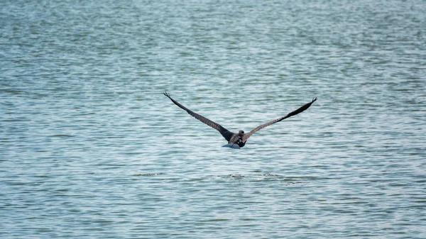 Corvo Marinho Negro Voar Sobre Mar Grande Corvo Marinho Phalacrocorax — Fotografia de Stock