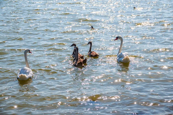 Par Cisnes Mudos Cygnus Olor Nadando Lago Con Sus Recién — Foto de Stock